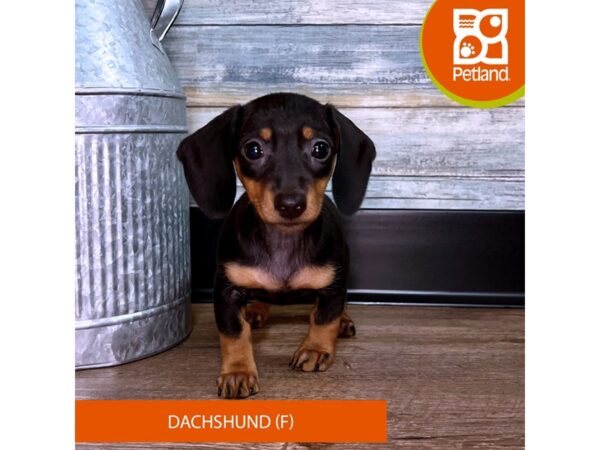 Dachshund – 2927