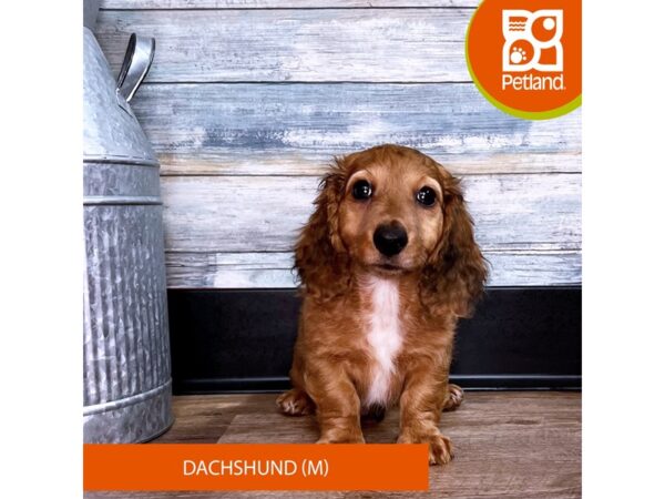 Dachshund – 2928