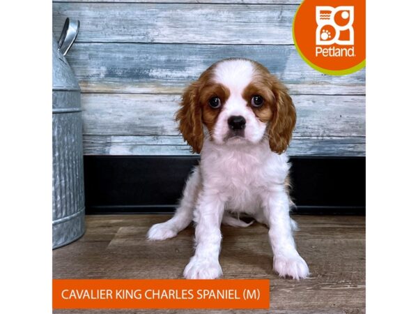 Cavalier King Charles Spaniel – 2930