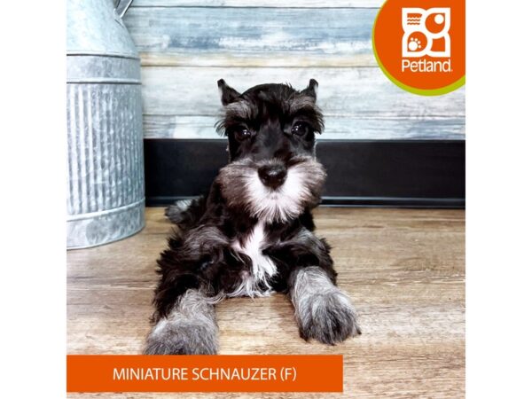 Miniature Schnauzer – 2931
