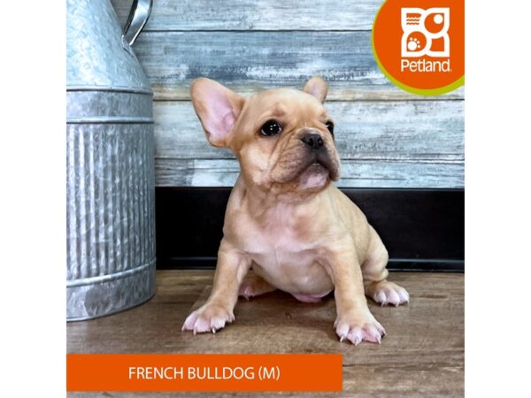 French Bulldog – 2932