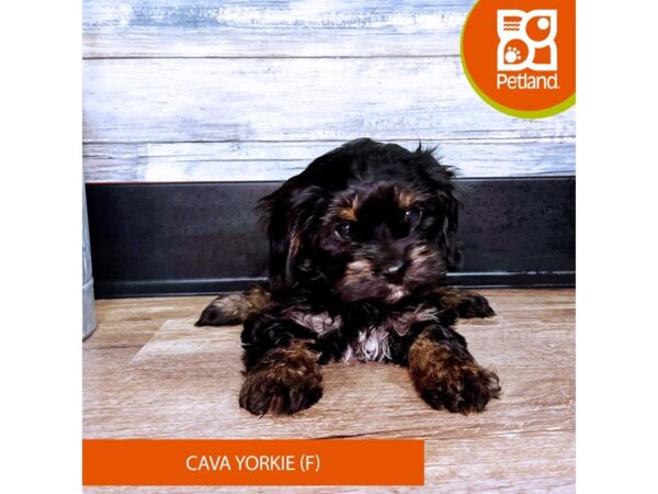 CAVA YORKIE-Dog-Female-Black / Tan-2933-Petland Eastgate, Ohio