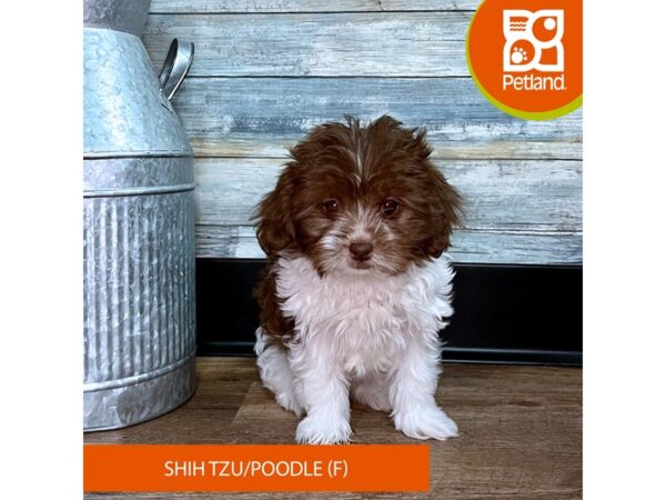 Shih Poo – 2934