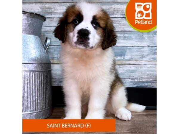 Saint Bernard – 2937