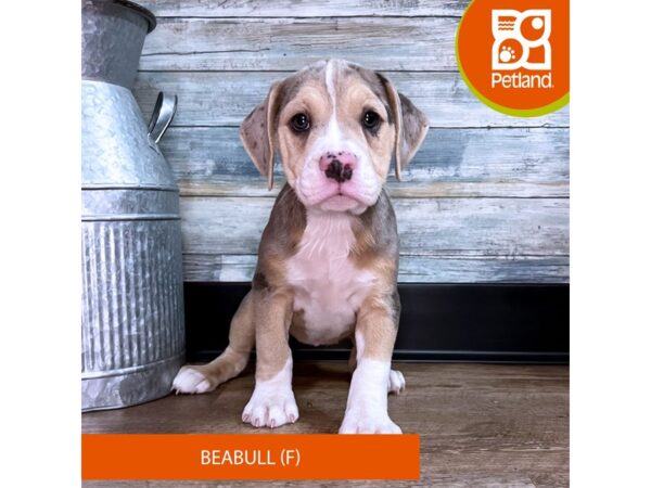 Beabull – 2938