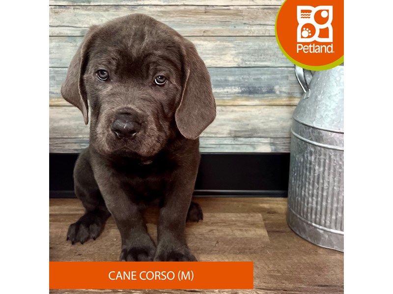 Cane Corso Puppies Petland Eastgate, Ohio