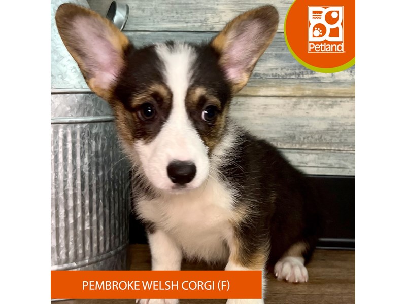 Available Pets Page 3 of 5 Petland Eastgate, Ohio