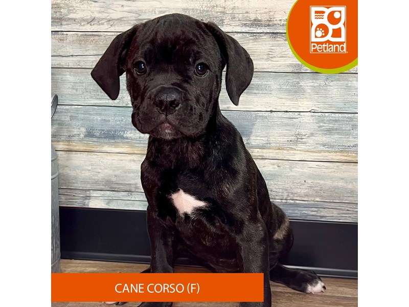 Cane Corso Puppies Petland Eastgate, Ohio