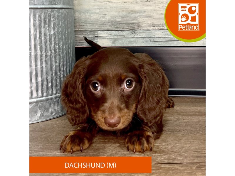 Available Pets Page 2 of 4 Petland Eastgate, Ohio