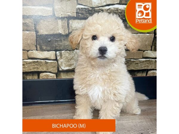 Bichapoo – 3065