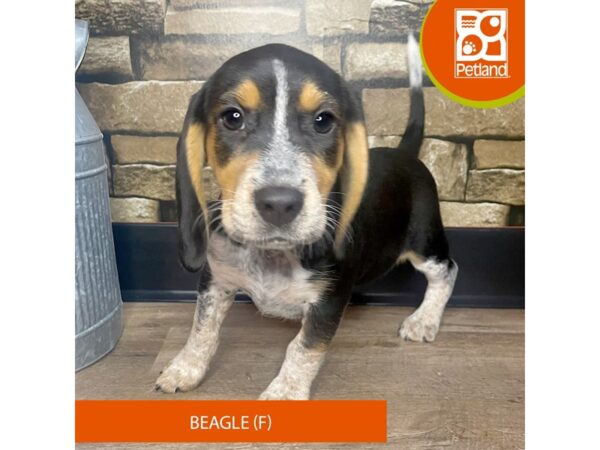 Beagle – 3094