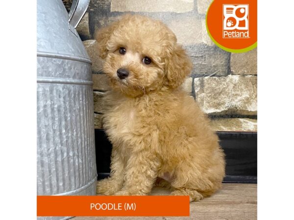 Miniature Poodle – 3095