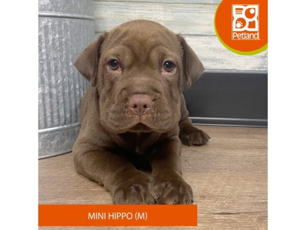 Mini Hippo – 3107