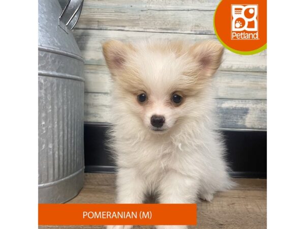 Pomeranian – 3108