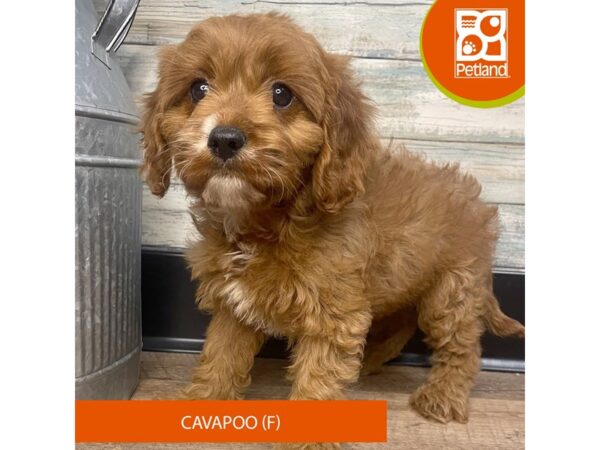 Cavapoo – 3103