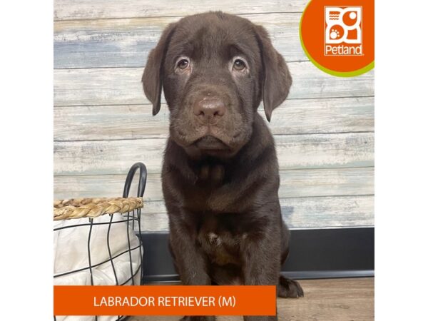 Labrador Retriever – 3134