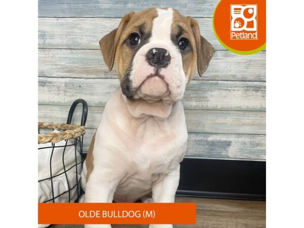 Olde English Bulldog – 3123
