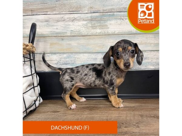 Dachshund – 3138