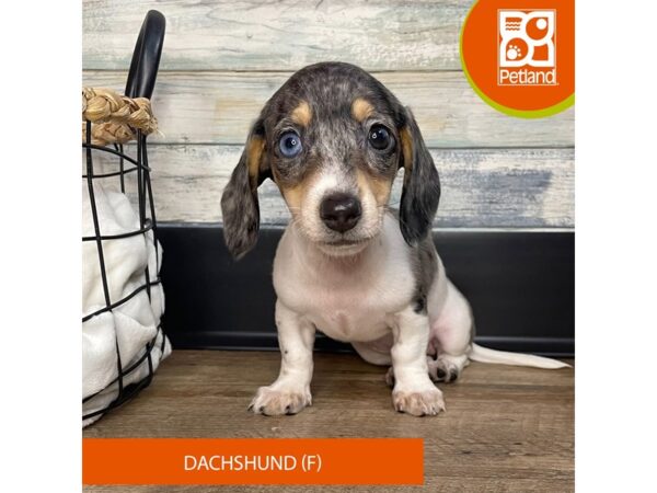 Dachshund – 3139