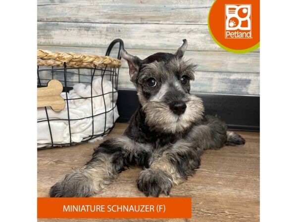 Miniature Schnauzer – 3142
