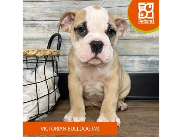 Victorian Bulldog – 3152