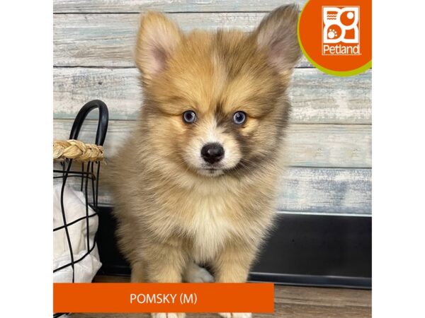 Pomsky – 3151