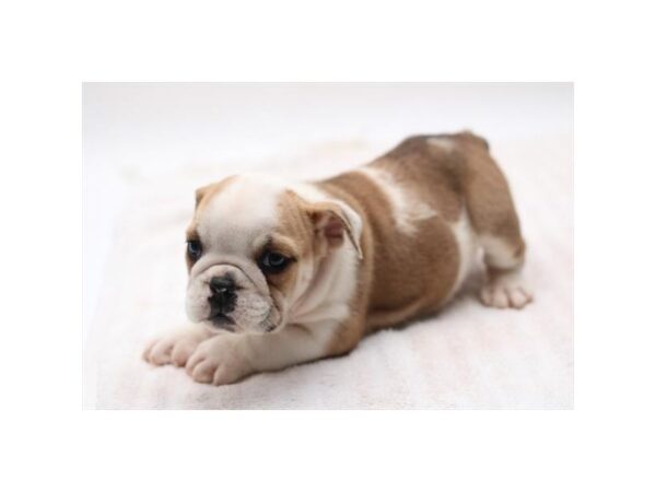 English Bulldog – 3155