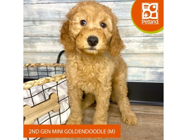 Goldendoodle Mini 2nd Gen – 3163