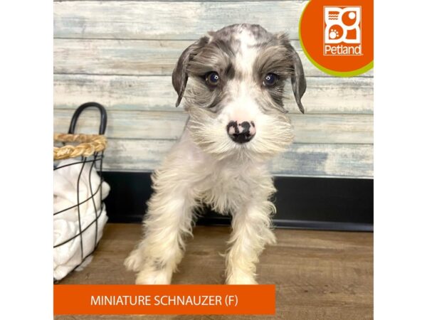Miniature Schnauzer – 3165