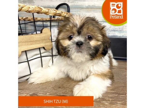 Shih Tzu – 3153