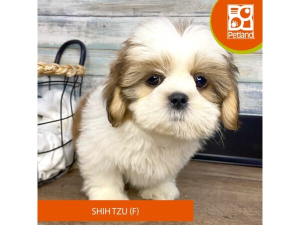 Shih Tzu – 3154