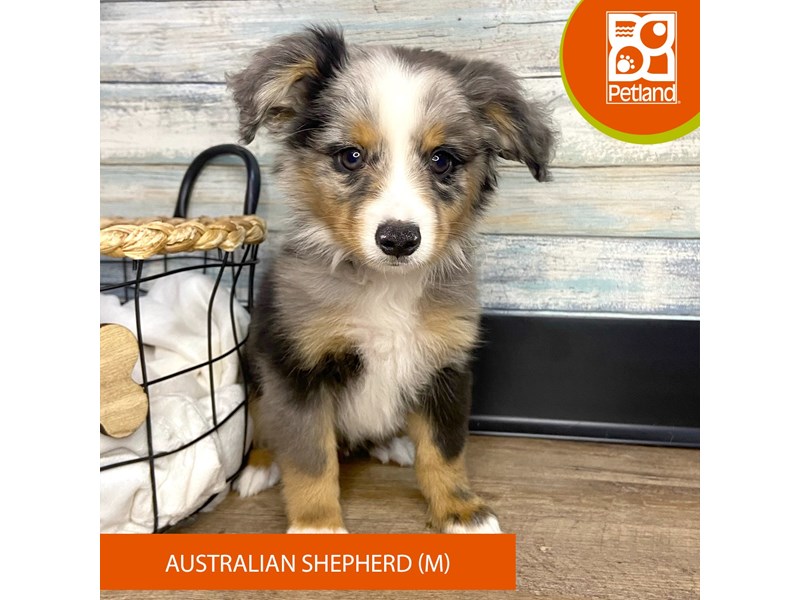 Petland Eastgate, Ohio Buy Puppies, Pet Supplies & Food