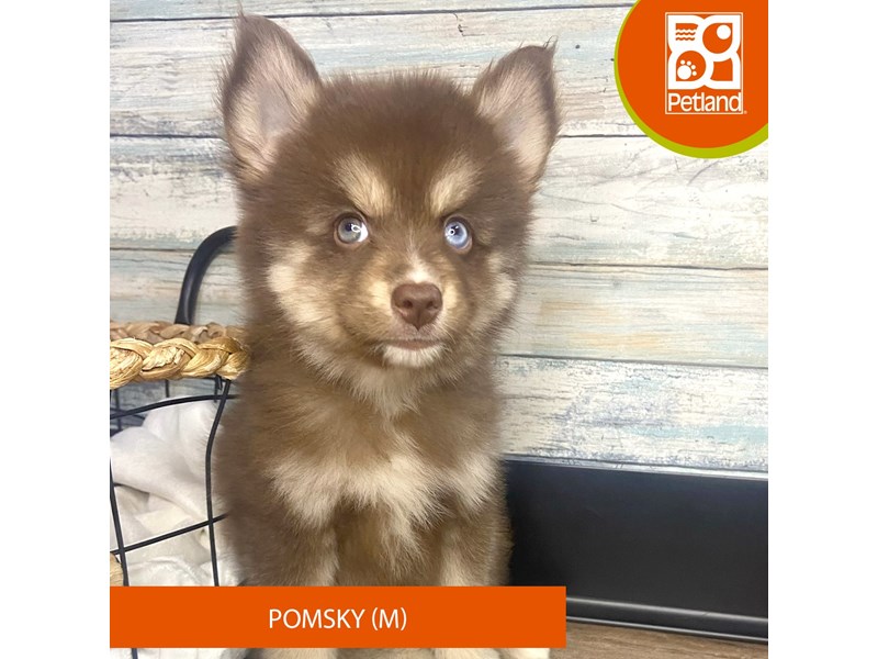 Petland Eastgate, Ohio Buy Puppies, Pet Supplies & Food