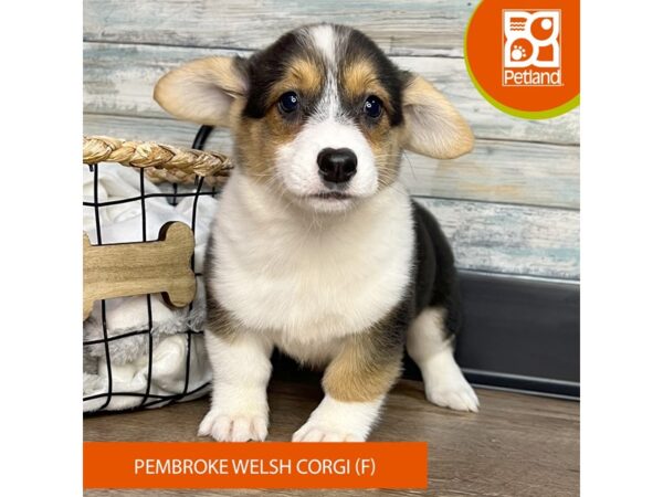 Pembroke Welsh Corgi – 3166