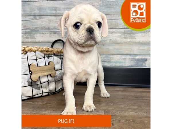 Pug – 3169