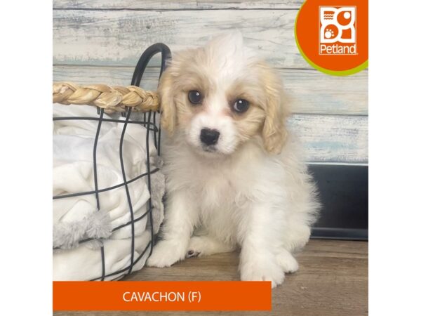 Cavachon – 3178