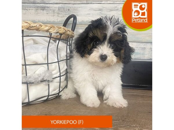 Yorkiepoo – 3177