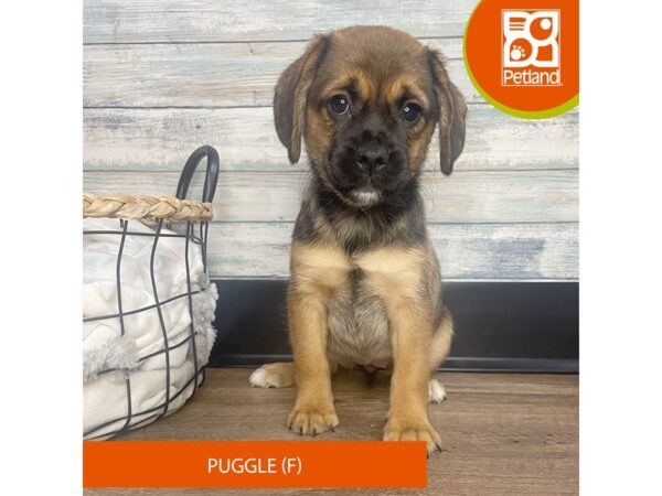 Puggle – 3175