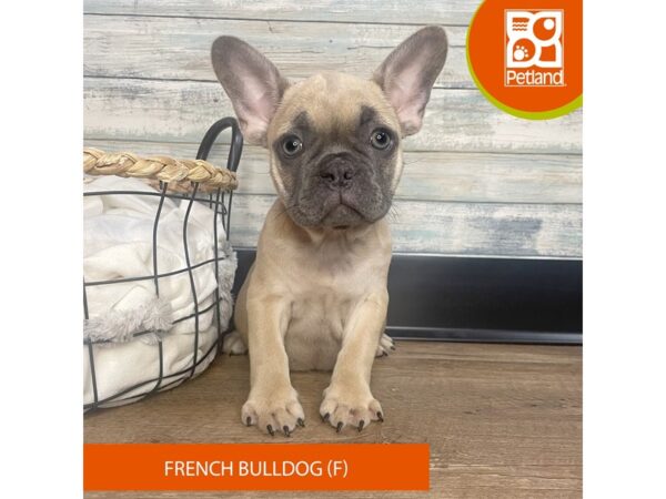 French Bulldog – 3173