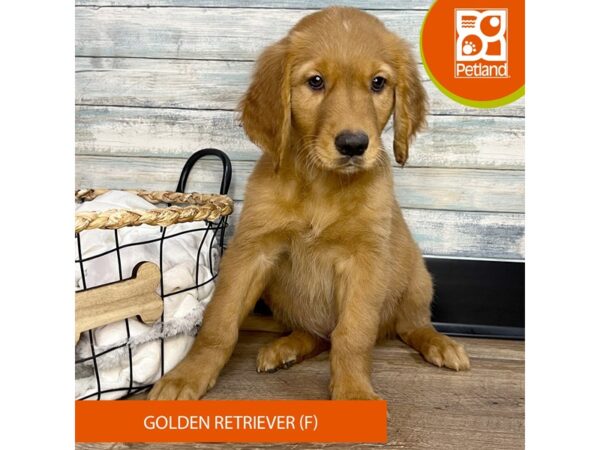 Golden Retriever – 3172