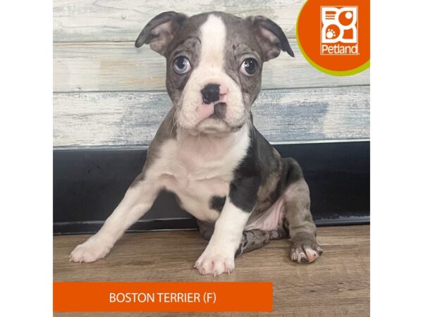 Boston Terrier – 3171