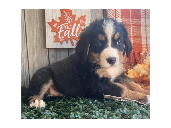 Bernese Mountain Dog – 3190