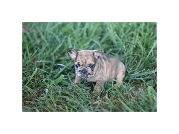 French Bulldog – 3191