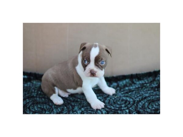 Boston Terrier – 3194