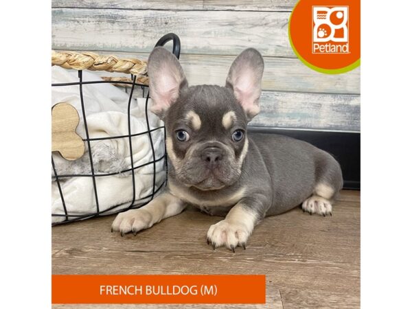 French Bulldog – 3184