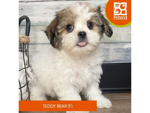Teddy Bear – 3186