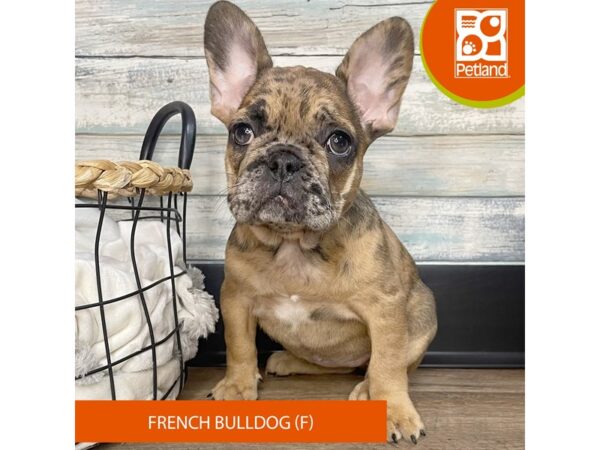 French Bulldog – 3191