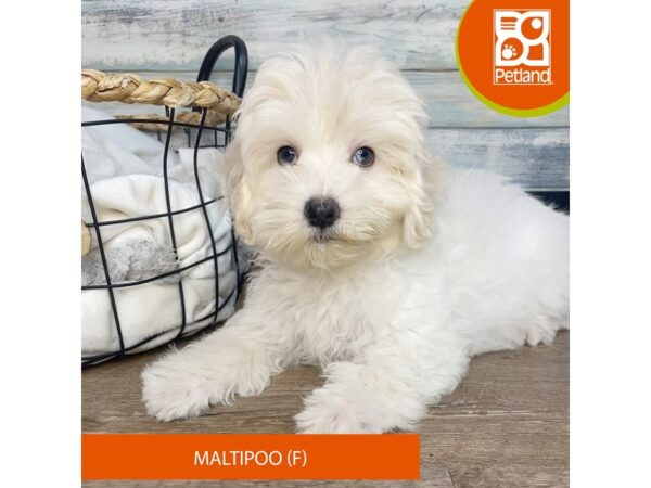 Maltipoo – 3192