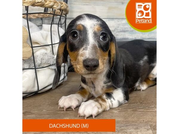 Dachshund – 3200