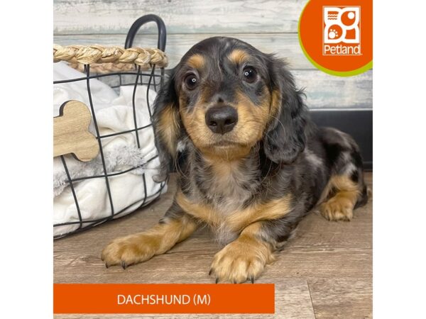 Dachshund – 3201